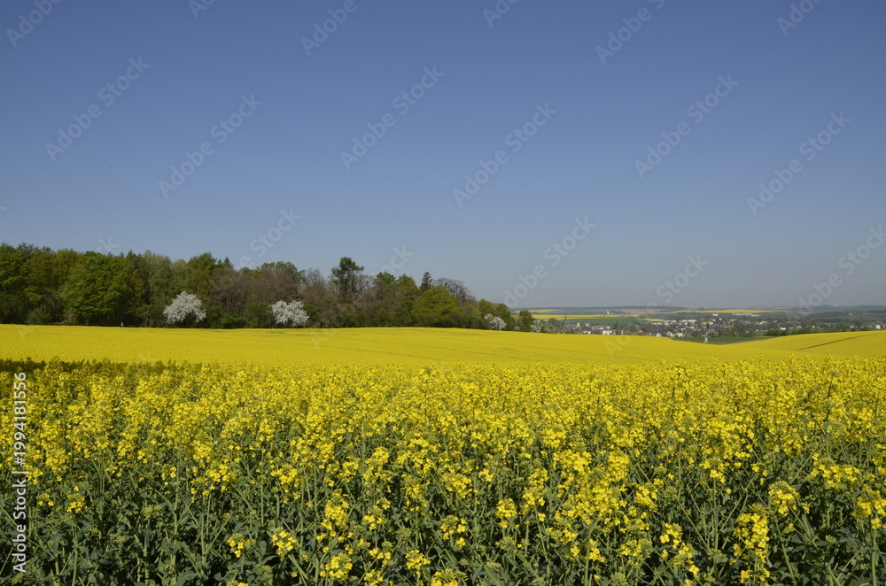 Fototapeta premium Rapeseed field with yellow flowers in the Czech countryside during spring. Bright blooming landscape with copy space, representing agriculture, oil production, and natural background. 