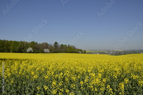 Rapeseed field with yellow flowers in the Czech countryside during spring. Bright blooming landscape with copy space, representing agriculture, oil production, and natural background. 