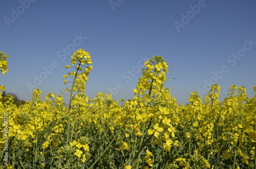 Rapeseed field with yellow flowers in the Czech countryside during spring. Bright blooming landscape with copy space, representing agriculture, oil production, and natural background. 