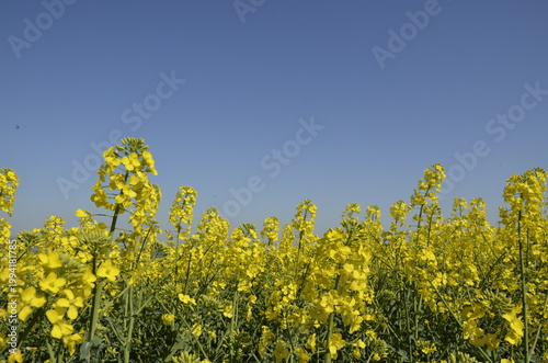 Rapeseed field with yellow flowers in the Czech countryside during spring. Bright blooming landscape with copy space, representing agriculture, oil production, and natural background. 