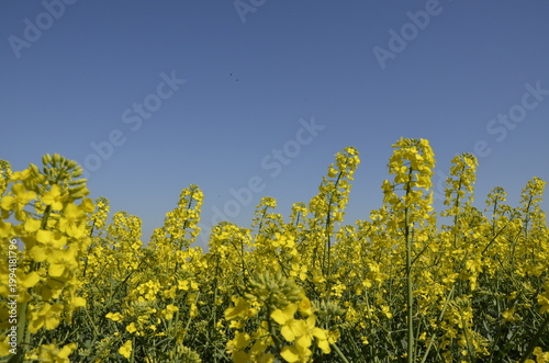 Rapeseed field with yellow flowers in the Czech countryside during spring. Bright blooming landscape with copy space, representing agriculture, oil production, and natural background. 