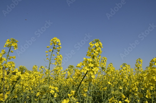 Rapeseed field with yellow flowers in the Czech countryside during spring. Bright blooming landscape with copy space, representing agriculture, oil production, and natural background. 
