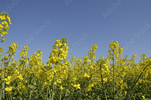 Rapeseed field with yellow flowers in the Czech countryside during spring. Bright blooming landscape with copy space, representing agriculture, oil production, and natural background. 