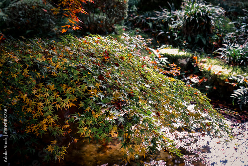 Foto Nov 23 2025 Autumn Maple Leaves During Sanzen in Zen Temple