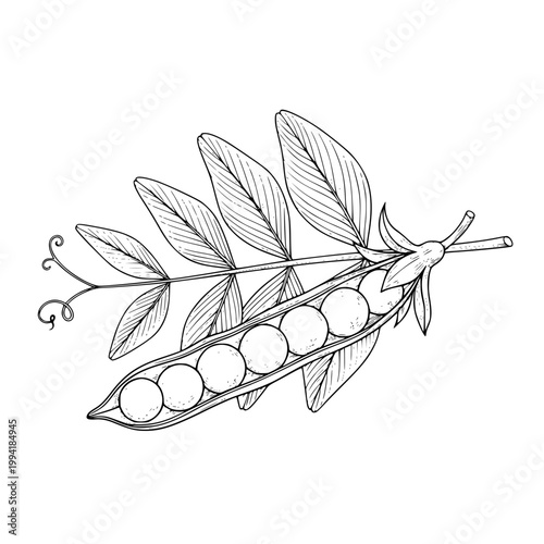 Vector illustration of pea pod with leaves, garden pea vector illustration