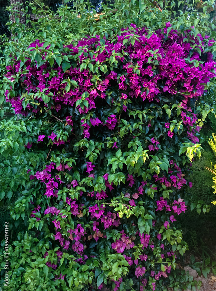 Fototapeta premium A vibrant, dense cascading display of magenta pink bougainvillea flowers and lush green leaves in a Mediterranean-style garden
