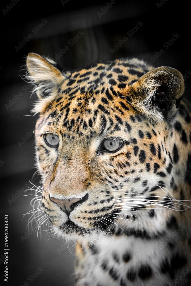 Obraz premium Portrait of a leopard. Close-up of a Chinese leopard. 