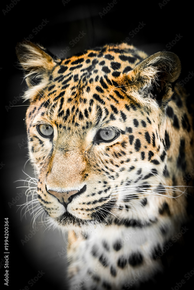 Fototapeta premium Portrait of a leopard. Close-up of a Chinese leopard. 