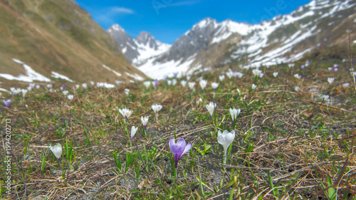 beautiful alpine mountain landscape at spring white and violet wild crocus blooming in a meadow with snowy peak mountain background