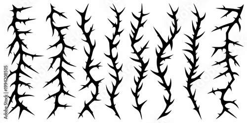 A collection of black thorn covered plant stems against white