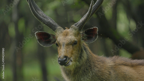 Photography Male Sambar deer in the forest of Ranthambore