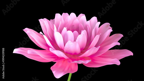 Pink Lotus flower blooming on black background