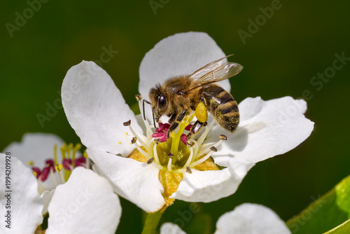 Biene sammelt Pollen auf einer Birnenblüte (Pyrus) - Westliche Honigbiene (Apis mellifera) mit Pollenhöschen - Sulz am Neckar, Deutschland