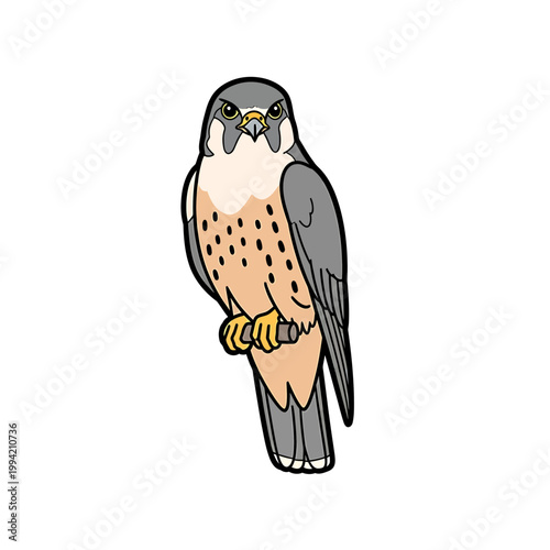 Peregrine Falcon Bird of Prey Mascot Vector Illustration