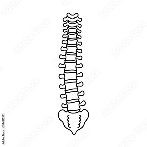 Minimalist human spine vertebral column line art vector illustration