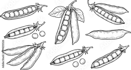 Vintage pea pods botanical engraving vector set. Hand drawn various pea pods with seeds and leaves illustration. Retro agricultural sketch for organic food and farming design.