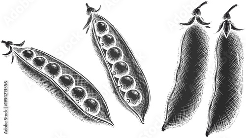 Vintage pea pods engraving vector set. Hand drawn open and closed pea pods illustration. Retro botanical agricultural sketch for organic food and farming design.