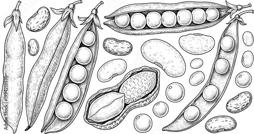 Vintage legumes engraving vector set. Hand drawn beans, peas and peanut illustration. Retro botanical food sketch for agriculture, organic products, and packaging design.