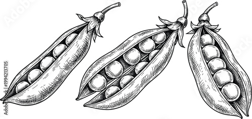 Vintage pea pods engraving vector set. Hand drawn open and closed pea pod illustration. Retro botanical agricultural sketch for organic food and farming design.