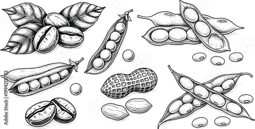 Vintage legumes collection engraving vector set. Hand drawn beans, peas and peanuts with leaves illustration. Retro botanical food sketch for agriculture and organic packaging design.