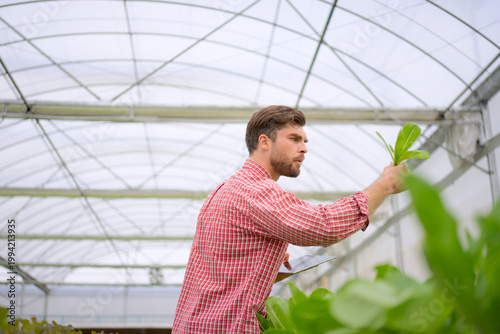 Farmer is working at vegetable production greenhouse.