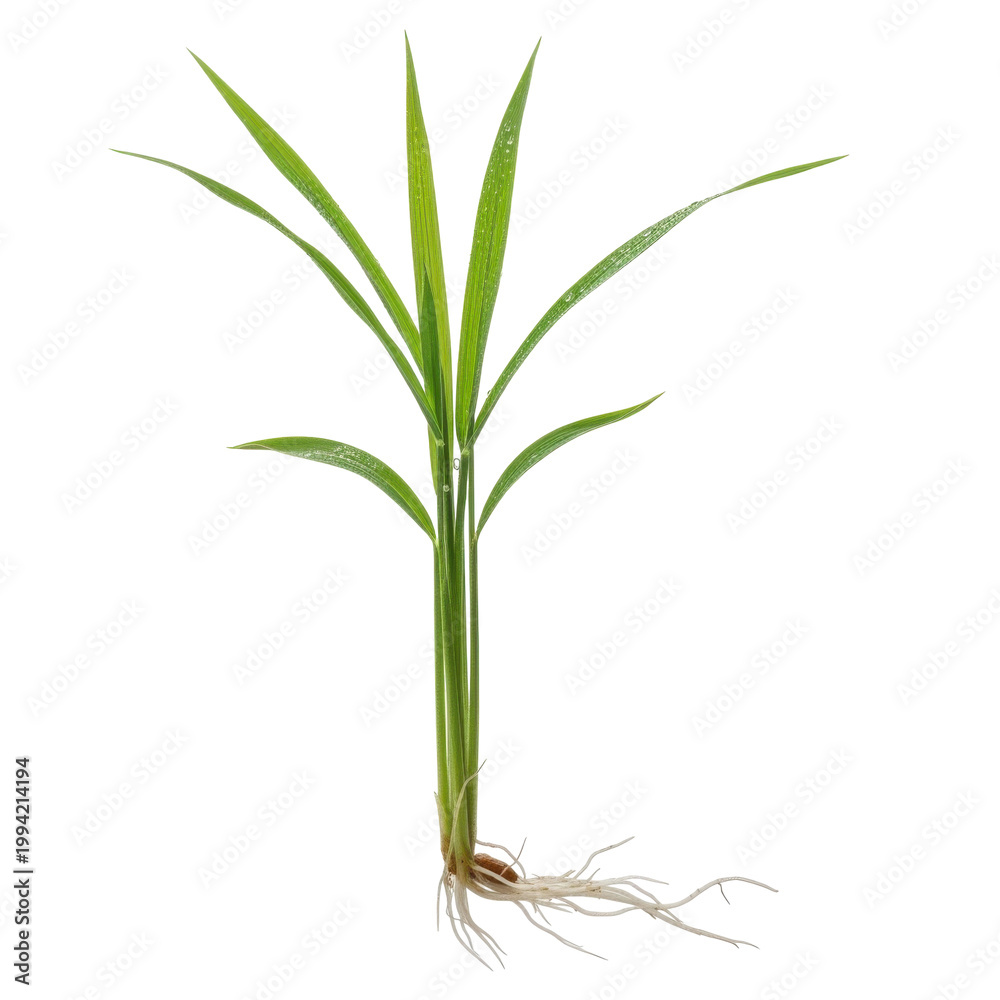 Obraz premium Green rice plant isolated on white background vector illustration flat design