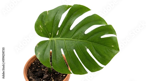 Green potted monstera plant leaf, single leaf, detailed veins, isolated on pure white 