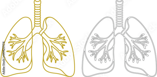 Gold and black line human lungs with bronchi anatomy