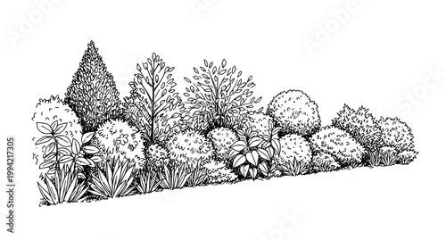 Intricate black and white botanical illustration of a lush garden hedge with varied plant life