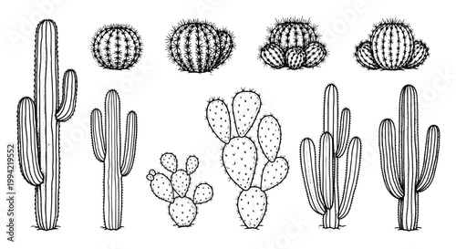 Cactus plant doodle icons set with spiky texture, prickly shapes, and botanical line art for nature labels