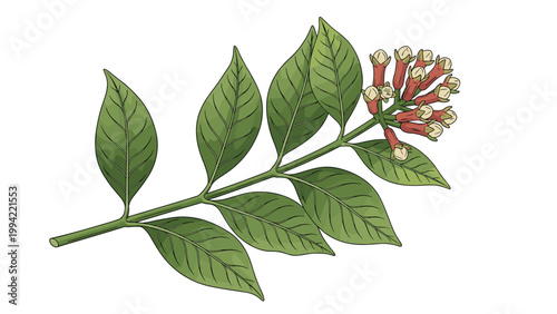 Botanical illustration of a clove plant branch with large green leaves and clusters of flower buds used as a popular aromatic spice.