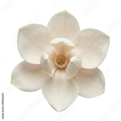 white orchid isolated on white