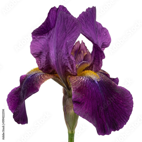 iris isolated on white background