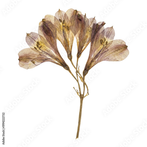 dry bay leaf isolated