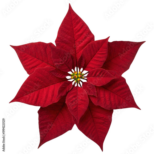 poinsettia flower isolated on white