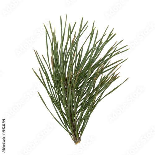 fresh rosemary isolated on white