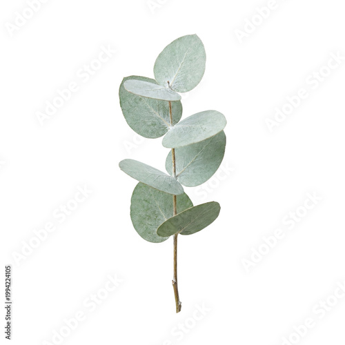 green plant on white background
