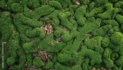 Paisaje verde de naturaleza con bosque de árboles y musgo y líquenes, una fábrica en el entorno, campos de agricultura y chacras, césped fresco en verano y primavera, hojas con textura 