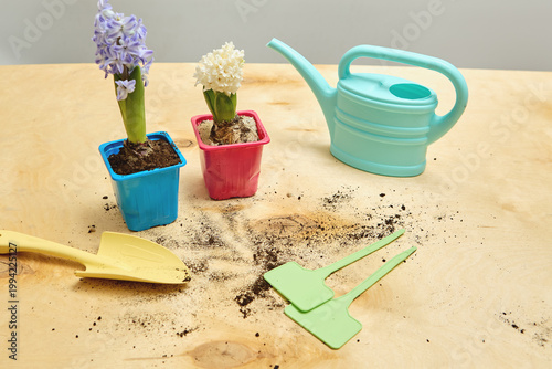 Blooming hyacinth seedlings placed on a wooden table surrounded by gardening tools - labels