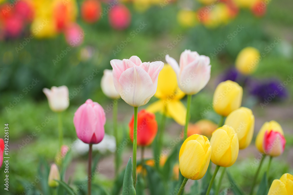 Obraz premium Tulip flower garden spring bloom colorful field soft focus
