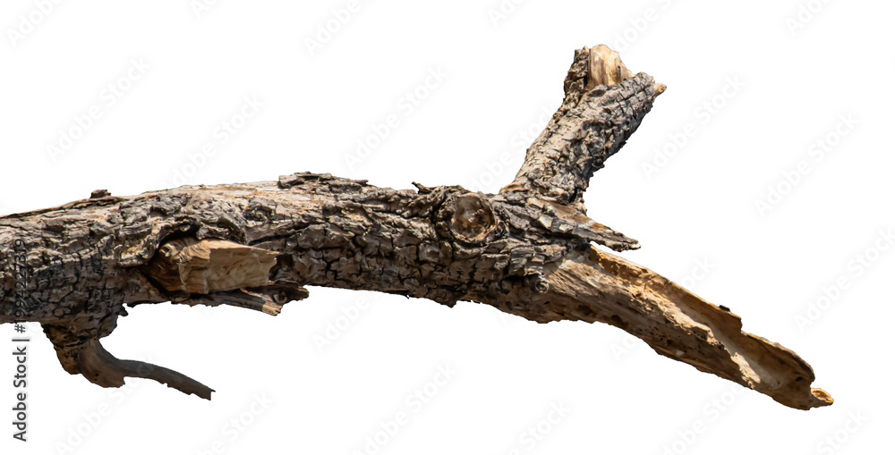 Fototapeta premium Dry branches isolated on a transparent background.