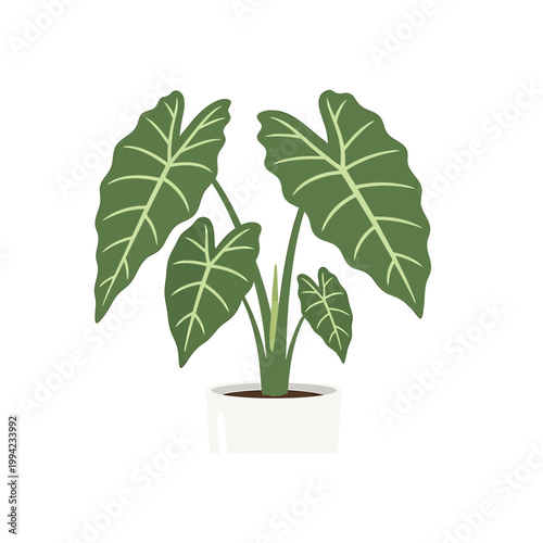 Minimalist illustration of a potted alocasia elephant ear houseplant