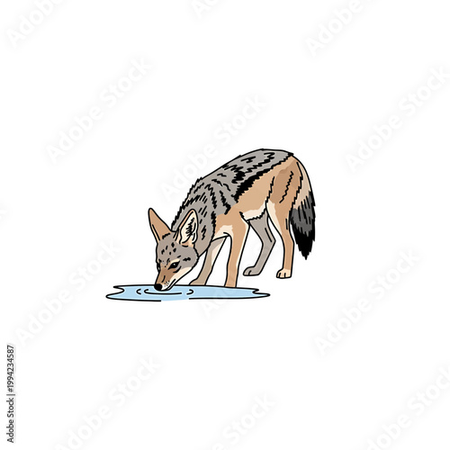 Black backed jackal drinking water vector illustration on white