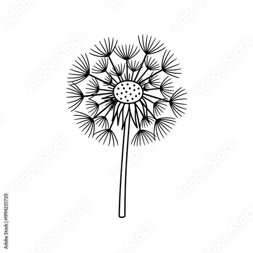 Dandelion seed head vector line art illustration on white