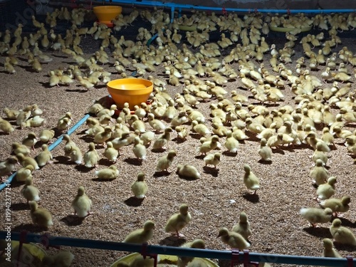 small ducks in farm