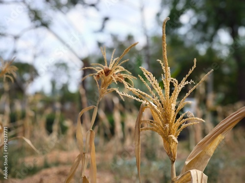 close up of dry corn flower on the field