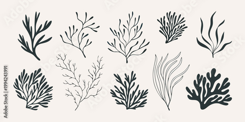 Collection of delicate black line drawings depicting various seaweed and plant life
