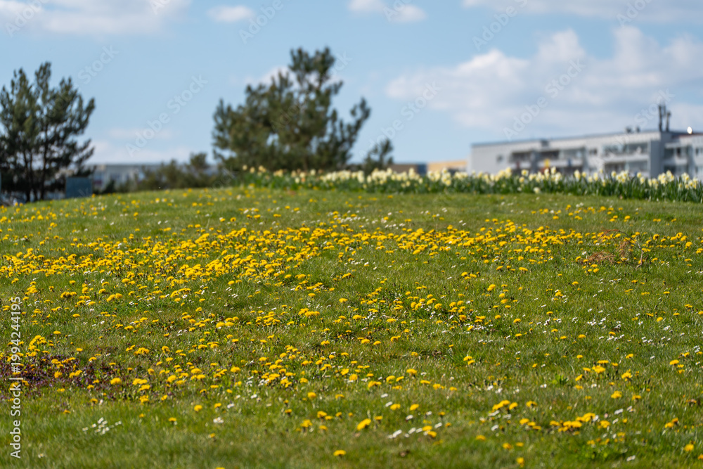 Obraz premium Yellow dandelions bloom across a sunlit green field. Soft blue sky with sparse clouds adds serene backdrop. Tall trees frame distant horizon with gentle grace. Background hints at modern buildings