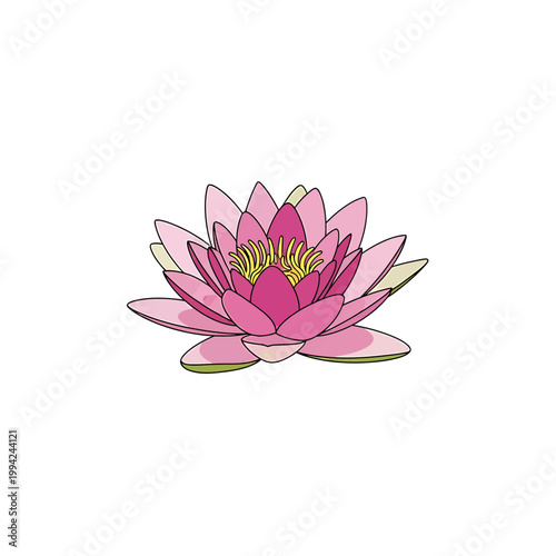 Pink lotus flower vector illustration on white background
