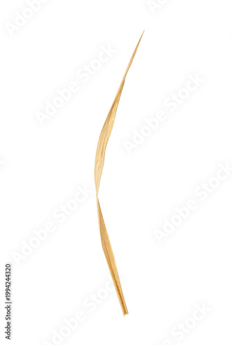 Quadro em tela Dry blade of grass side view isolated. Nature element mockup.